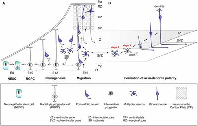 Cell Polarity in Cerebral Cortex Development—Cellular Architecture Shaped by Biochemical Networks